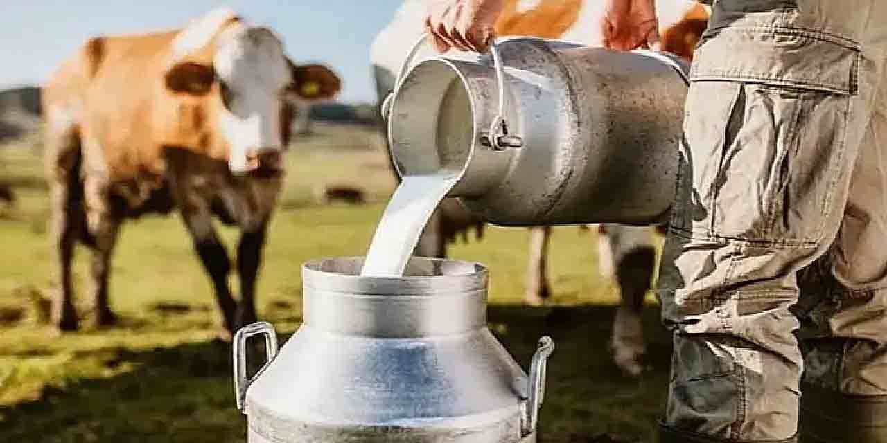 1 milyon 14 bin 789 ton inek sütü toplandı