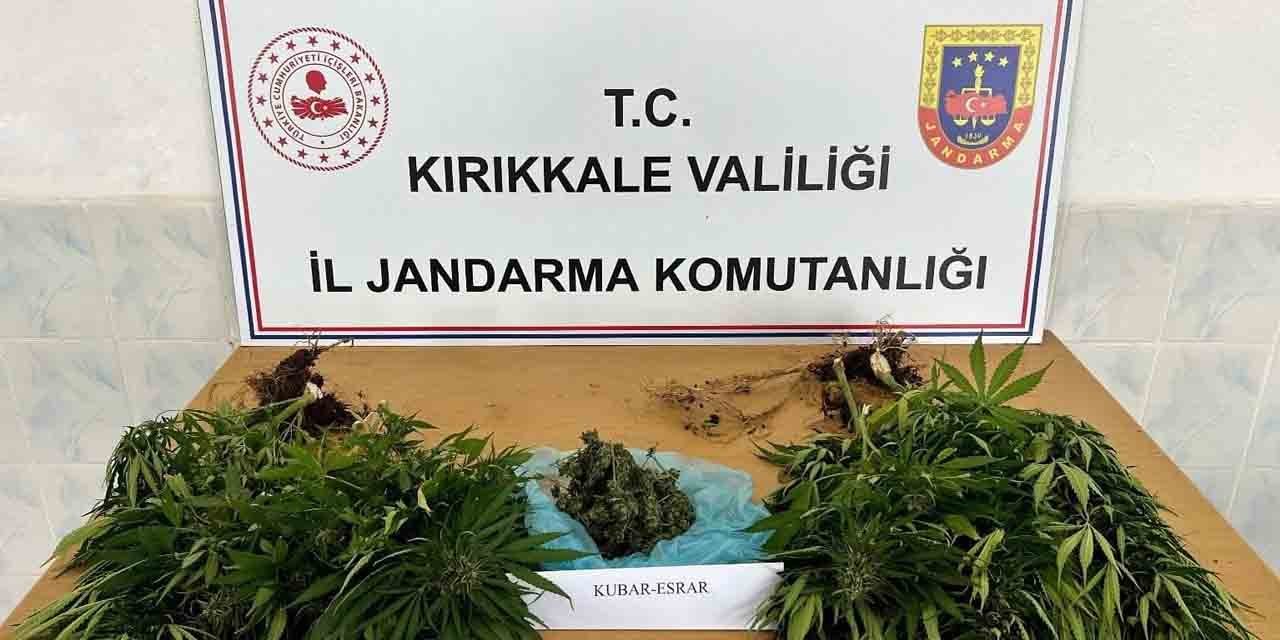 Bahçesine kaçak kenevir ekti, jandarma yakaladı!