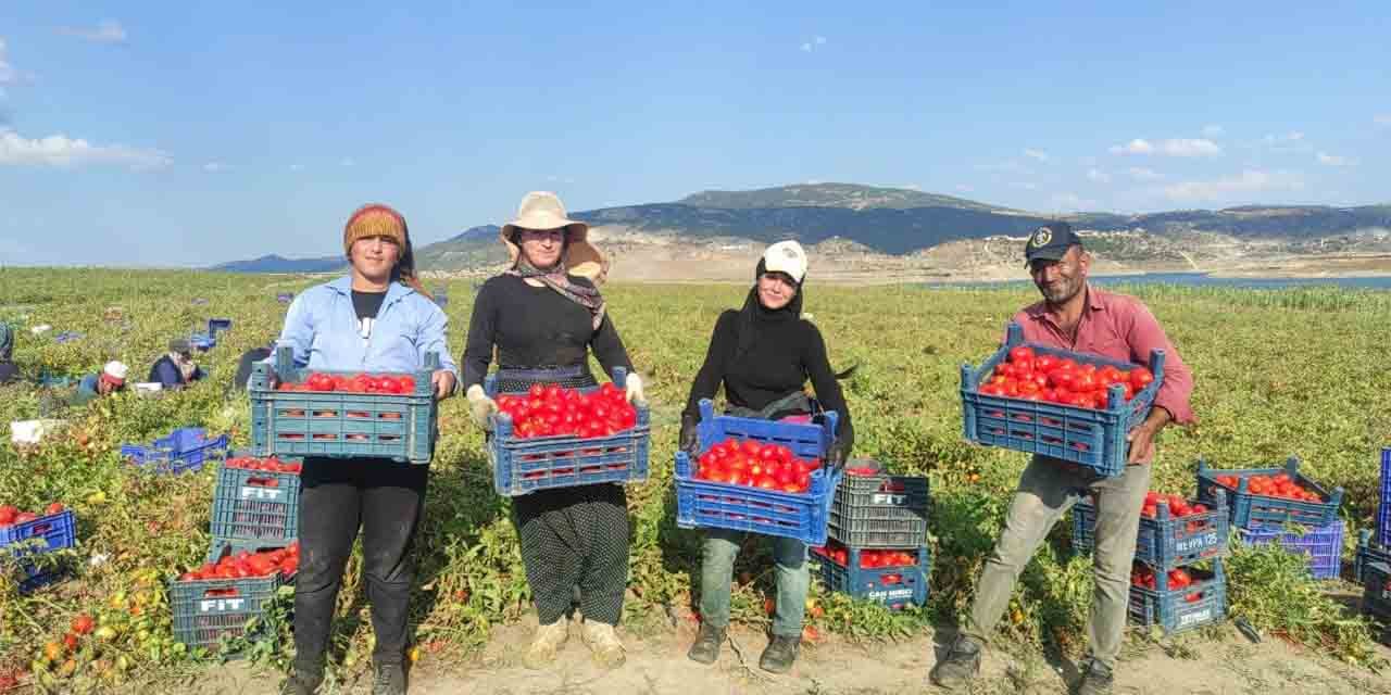 Bozkır domatesleri, yurt dışına gönderiliyor