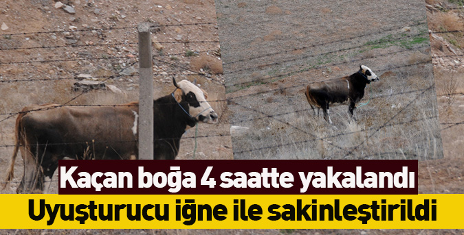 Kaçan boğa 4 saatte yakalandı