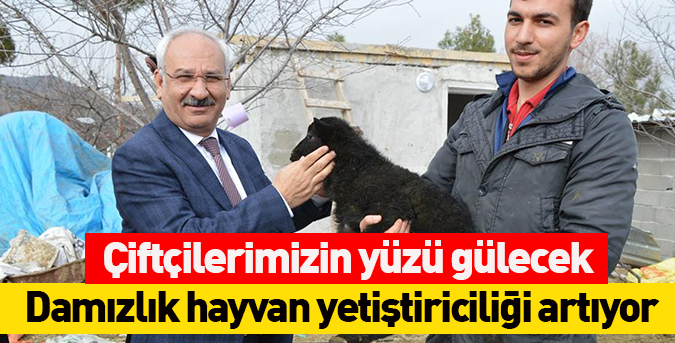 Damızlık hayvan yetiştiriciliği artıyor