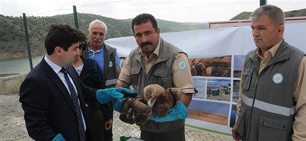 Yaralı kartal tedavi sonrası doğaya bırakıldı