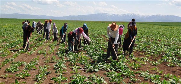 Mevsimlik işçilerin ramazan mesaisi