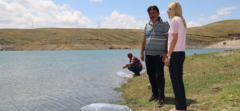 36 Bin Pullu Sazan Göletlere Bırakıldı