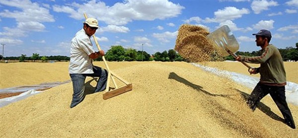 8 bin 251 ton hububat alımı yapıldı