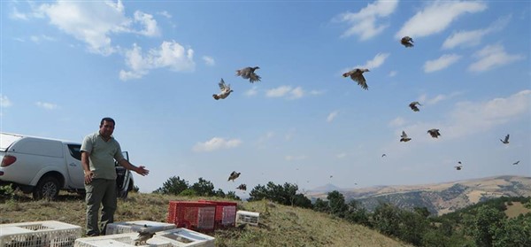 2 bin keklik doğaya salındı