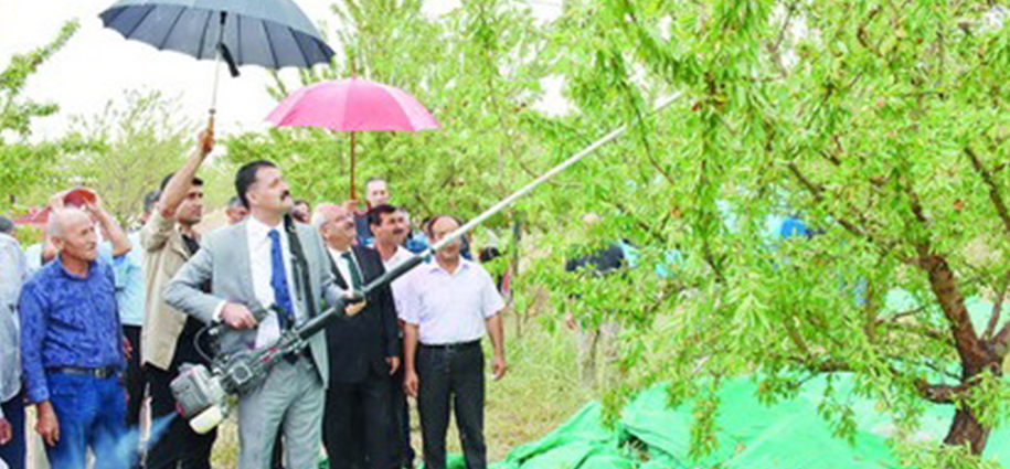 Çelebi’de Badem Hasadı