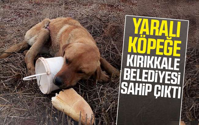 Yaralı köpeğe belediye sahip çıktı