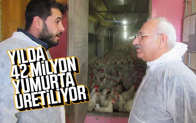 Yılda 42 milyon yumurta üretiliyor