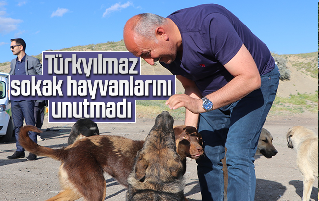 Türkyılmaz, sokak hayvanlarını besledi