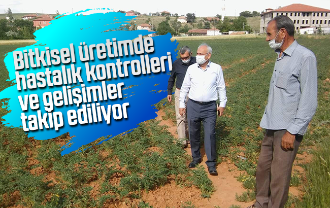 Bitkisel üretimde hastalık kontrolleri ve gelişimler takip ediliyor