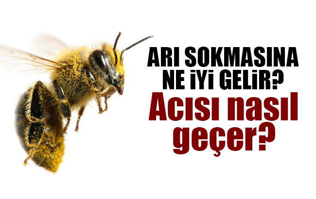 Arı sokmasına ne iyi gelir? Arı sokması acısı nasıl geçer?