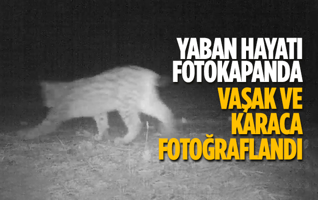 Yaban hayatının gün yüzüne çıkan görüntüleri fotokapanda