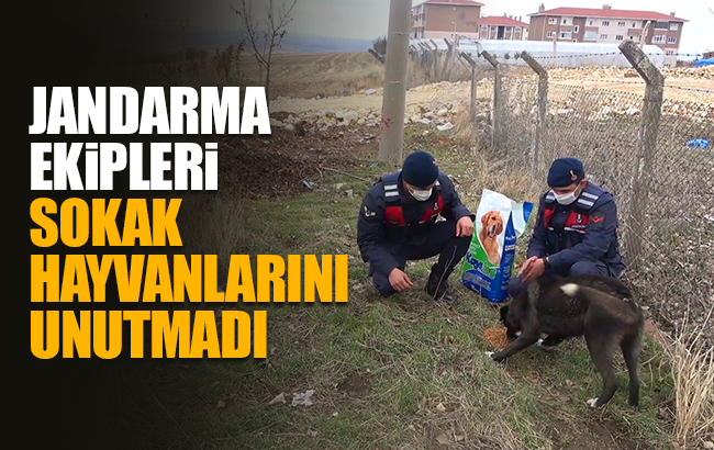 Jandarma sokak hayvanlarını besledi