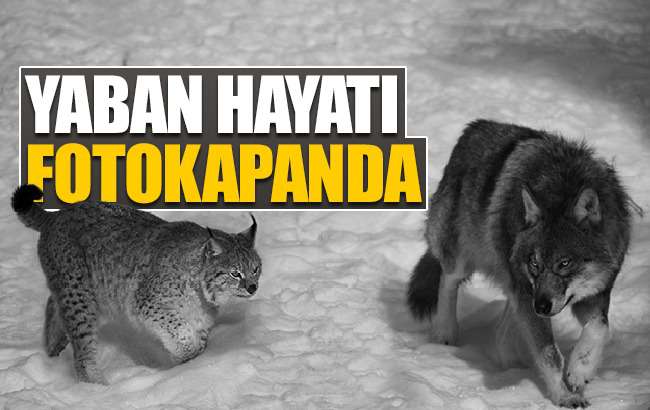 Doğadaki yaban hayvanlarının yaşamı fotokapanda