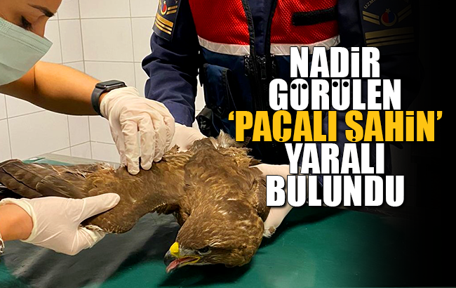 Kırıkkale’de nadir görülen 'paçalı şahin' yaralı bulundu