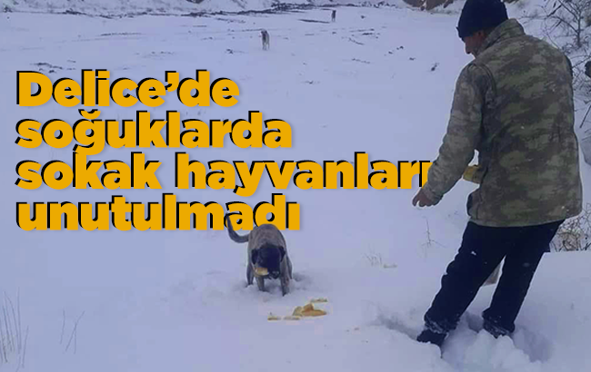 Delice’de soğuklarda sokak hayvanları unutulmadı