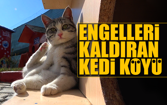 Engelleri kaldıran ’kedi köyü’