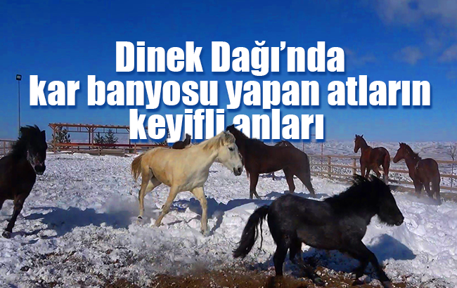 1744 rakımlı Dinek Dağı’nda kar banyosu yapan atların keyifli anları