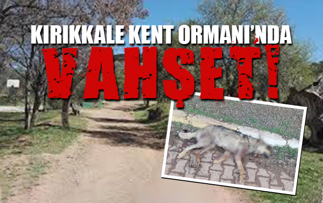 Kırıkkale Kent Ormanı’nda vahşet!