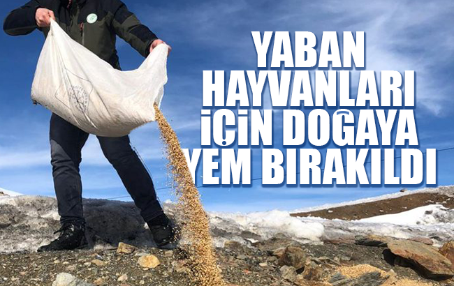 Yaban hayvanları için doğaya yem bırakıldı