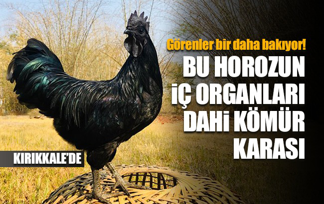 ’Ayam Cemani’ cinsi horoz ve tavuk görenleri şaşırtıyor: İç organları dahi kömür karası