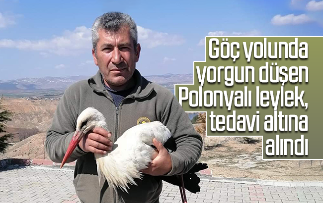 Göç yolundaki ’Polonyalı’ leylek bitkin düştü