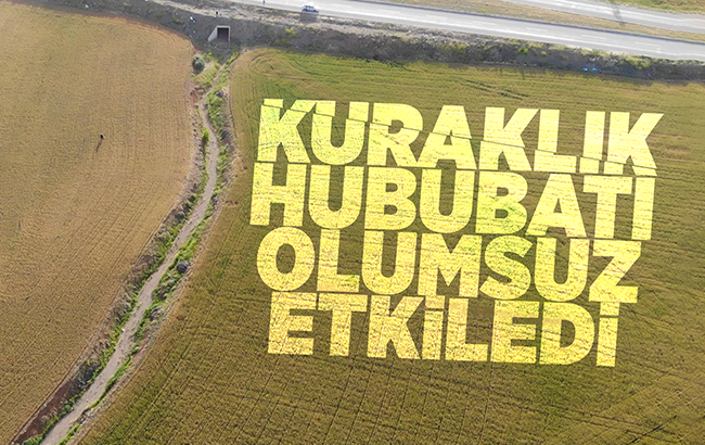 Kuraklık hububat üretimini olumsuz etkiledi