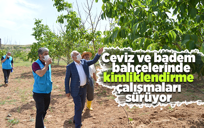 Ceviz ve badem bahçelerinde kimliklendirme çalışmaları sürüyor