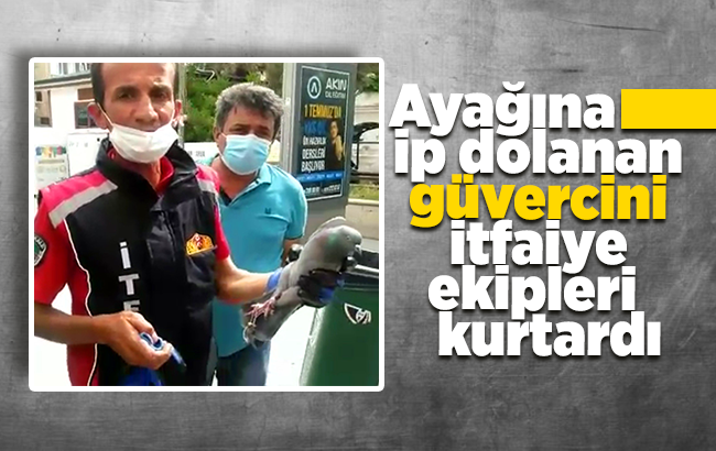 Ayağına ip dolanan güvercini itfaiye ekipleri kurtardı