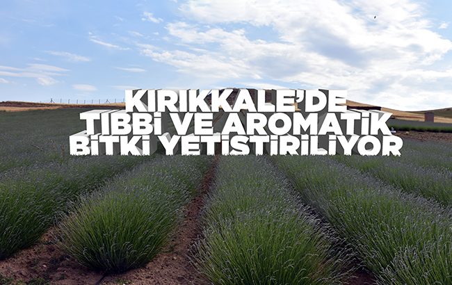 Kırıkkale'de 11 bin dekar alanda tıbbi ve aromatik bitki yetiştiriliyor