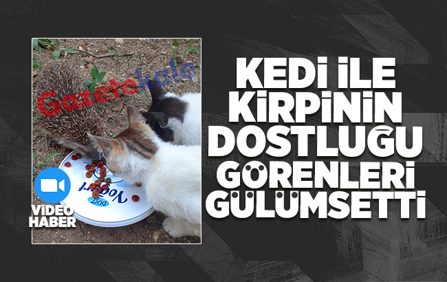 Kirpi ile kedilerin dostluğu görenleri şaşırttı