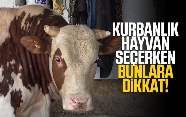 Kurbanlık hayvan seçerken bunlara dikkat