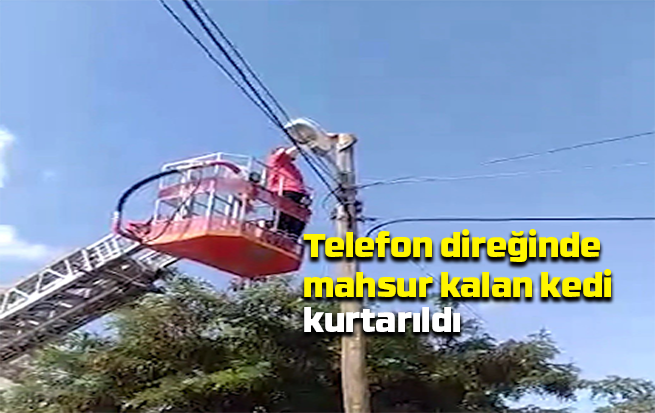 Telefon direğinde mahsur kalan kedi kurtarıldı