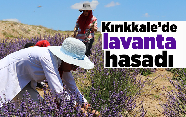 Kırıkkale’de lavanta hasadı yapıldı