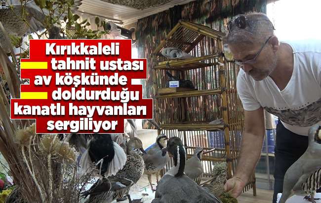 Tahnit ustası av köşkünde doldurduğu kanatlı hayvanları sergiliyor