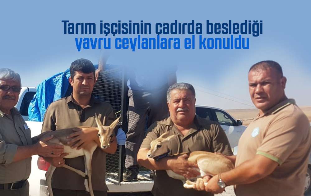 Tarım işçisinin çadırda beslediği yavru ceylanlara el konuldu