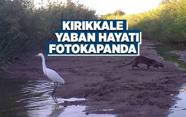 Kırıkkale’de yaban hayatı fotokapanla görüntülendi