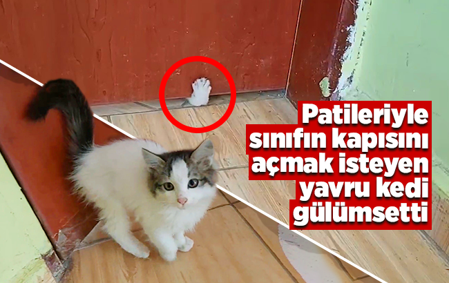 Patileriyle sınıfın kapısını açmak isteyen yavru kedinin gülümseten o anları kamerada