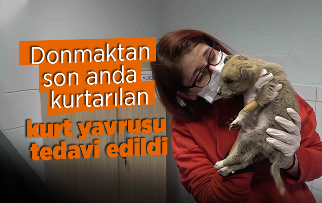 Donmaktan son anda kurtarılan kurt yavrusu tedavi edildi