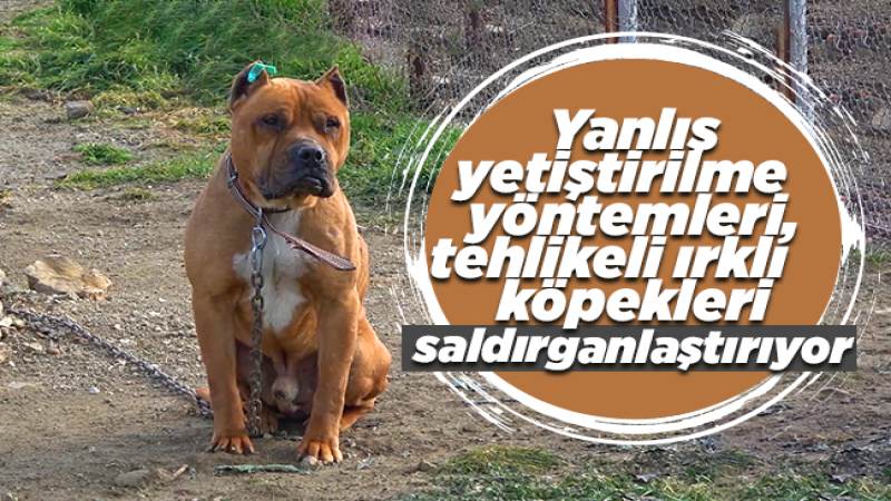 Yanlış yetiştirilme yöntemleri, tehlikeli ırklı köpekleri saldırganlaştırıyor