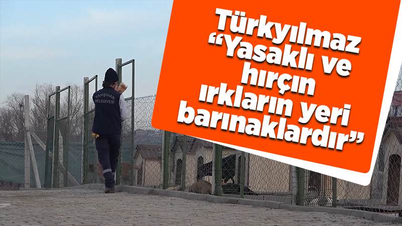 Türkyılmaz’dan yasak ırklı köpek yetiştirenlere çağrı: "Lütfen empati yapalım"