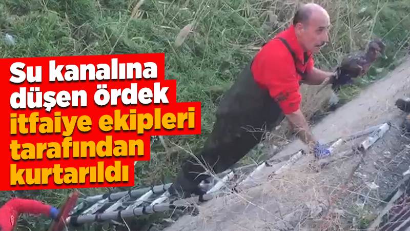 Su kanalına düşen yaban ördeğini itfaiye kurtardı