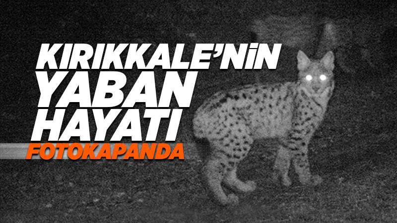 Vaşaktan karacaya, tilkiden domuza yaban hayatı fotokapanda