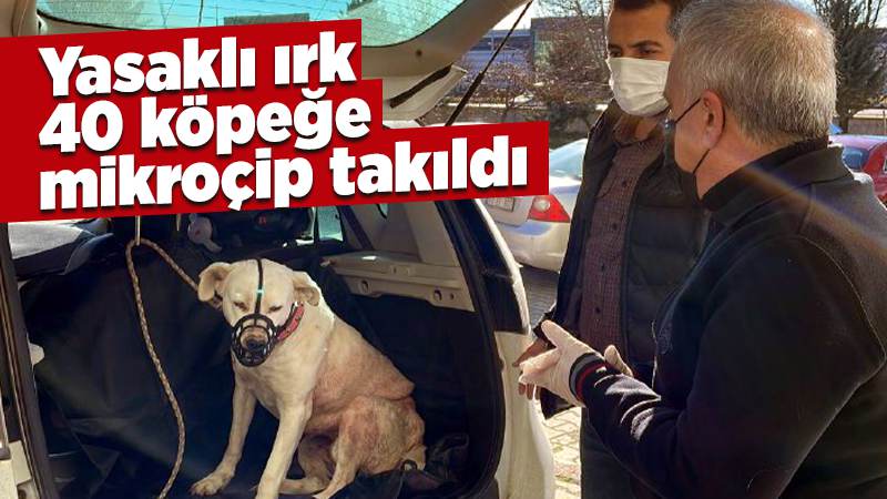 Kırıkkale'de yasaklı ırk 40 köpeğe mikroçip takıldı