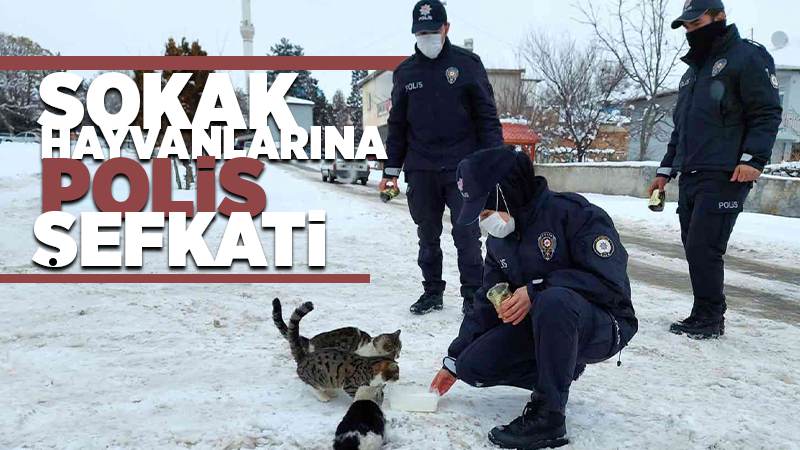 Sokak hayvanlarına polis şefkati