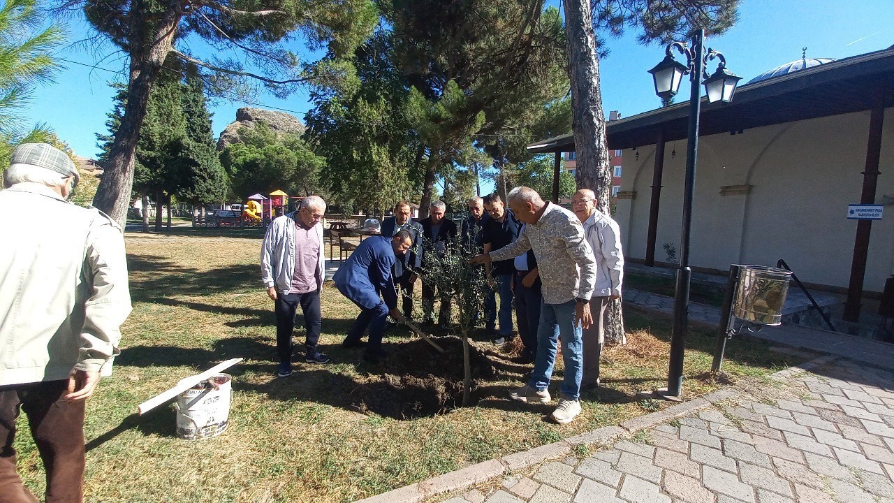 652e9ff927056-tarihi-imaret-camii-bahcesinde-zeytin-hasadi1.jpg